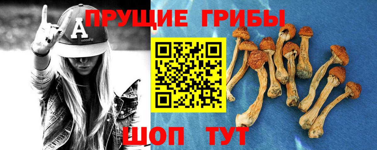Псилоцибиновые грибы Cubensis Санкт-Петербург